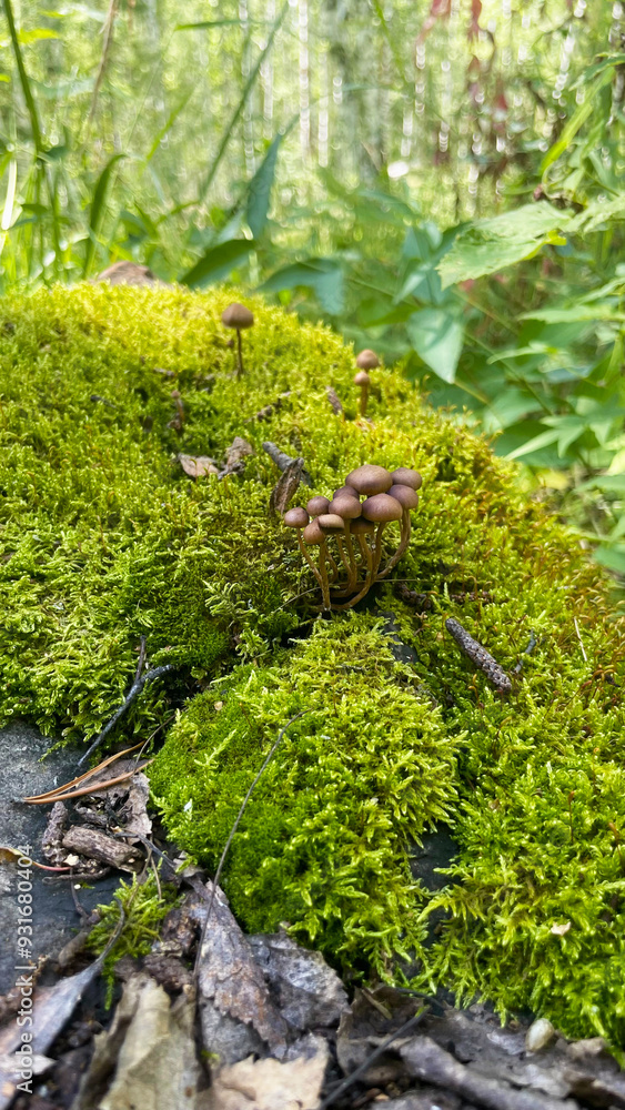 Toadstool mushrooms grow on a tree. Toadstool on the tree bark. Toadstool mushrooms grow on a tree. Toadstool on the tree bark.