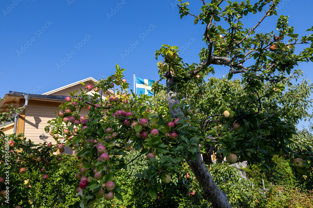 Fototapeta premium Oregrund, Sweden Apples growing on trees in summer in a yard and Swedish flag.