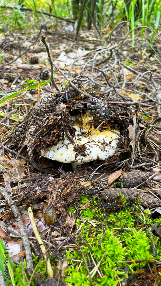 A bunch of mushrooms in the ground. Mushroom picking in the forest A bunch of mushrooms in the ground. Mushroom picking in the forest