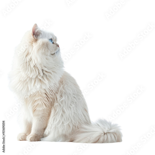 A fluffy white cat with blue eyes sits and looks to the side.