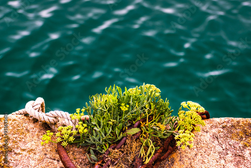 Sea fennel in flower, edible draille, rich in vitamins and minerals, aromatic plant of the seaside, crithmum maritimum photo