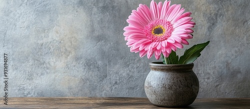 A lovely pink Gerbera jamesonii daisy flower in a vase sitting on a table Barberton Transvaal daisy copyspace for text a flower in a ceramic container on a wooden table with a textured cement backgrou photo