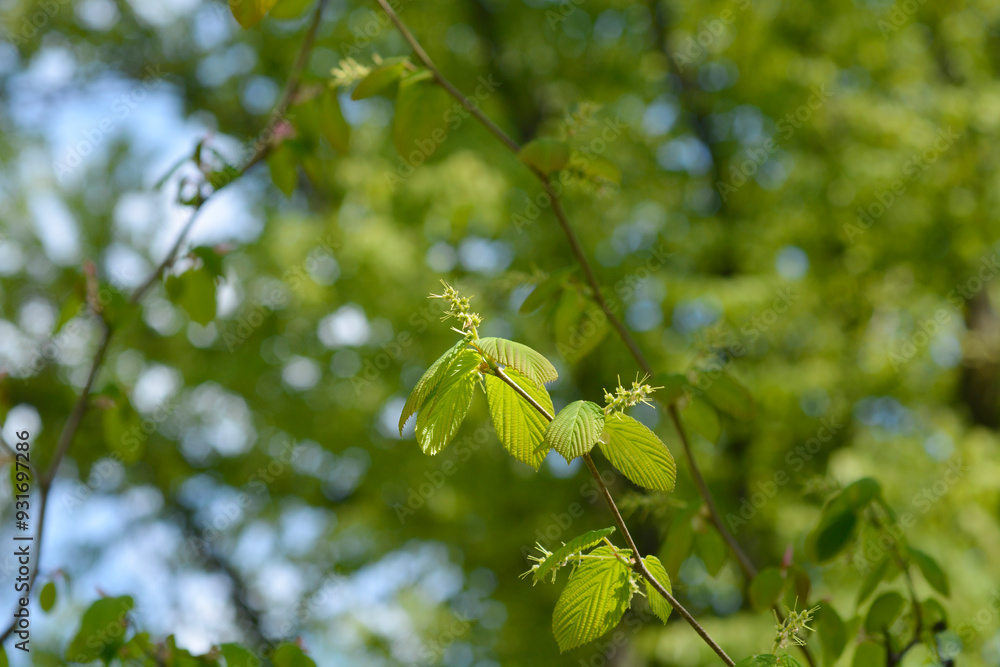 Spike witch hazel leaves Spike witch hazel leaves