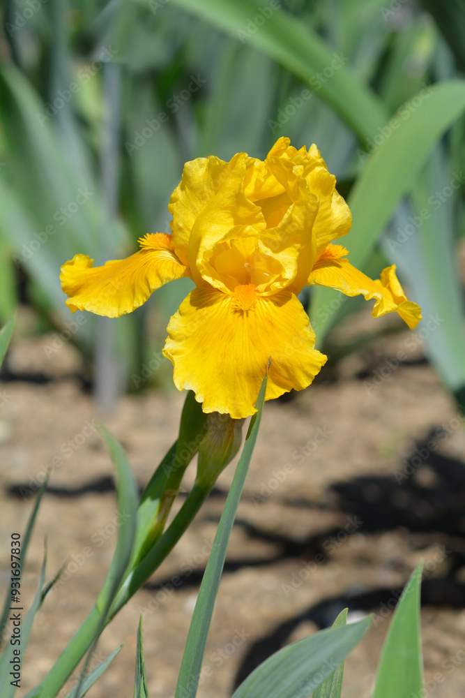 Obraz premium Standard Dwarf Bearded Iris Orange Caper flower