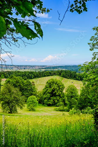 Aesch, Klus, Weinberge, Rebbergweg, Pfeffingen, Birseck, Baselland, Wanderweg, Landwirtschaft, Felder, Aussichtspunkt, Sommer, Schweiz, Nordwestschweiz photo