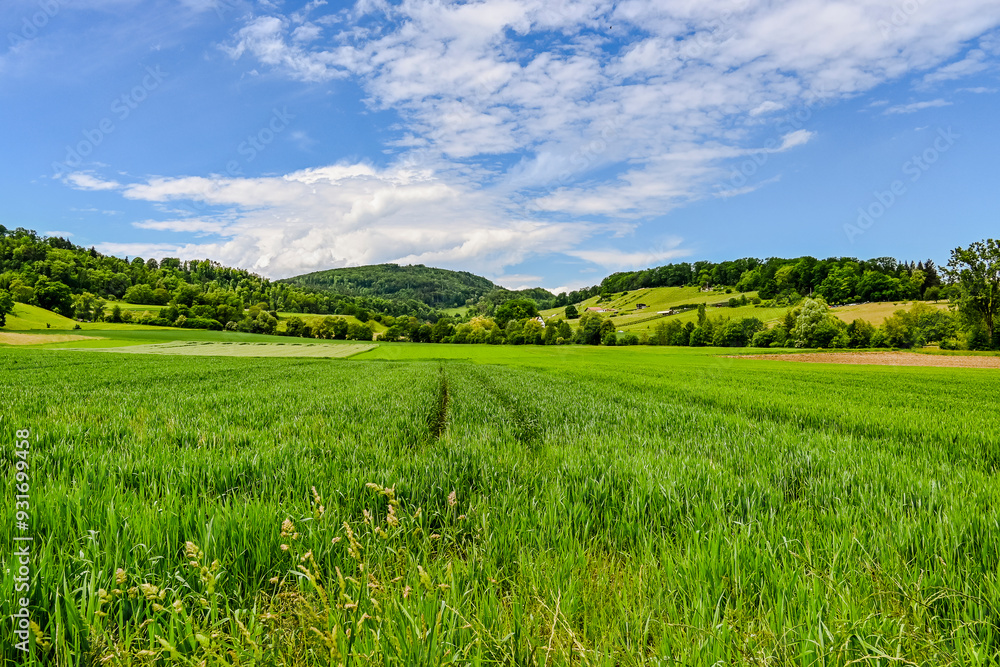 Aesch, Klus, Weinberge, Rebbergweg, Pfeffingen, Birseck, Baselland, Wanderweg, Landwirtschaft, Felder, Sommer, Schweiz, Nordwestschweiz