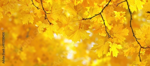 Autumn backdrop featuring y...