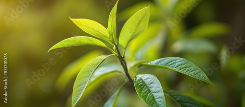 Close up of a young mango p...