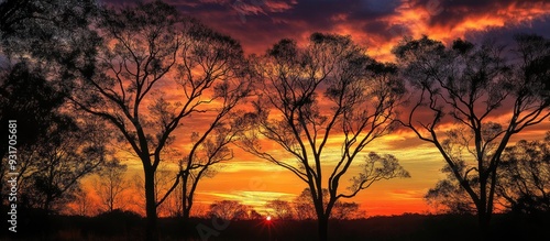 Fototapeta Naklejka Na Ścianę i Meble -  Beauty of the sunset blending with trees. with copy space image. Place for adding text or design