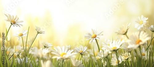 Daisies on a meadow background with white flower blossoms margarite style featuring copy space