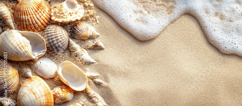 Sea shells on the sand Summ...