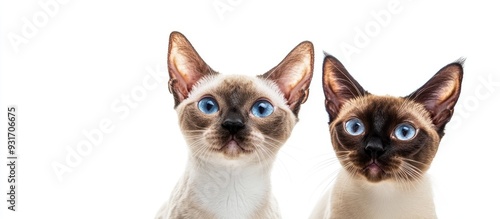 Devon Rex and Siamese cats ...