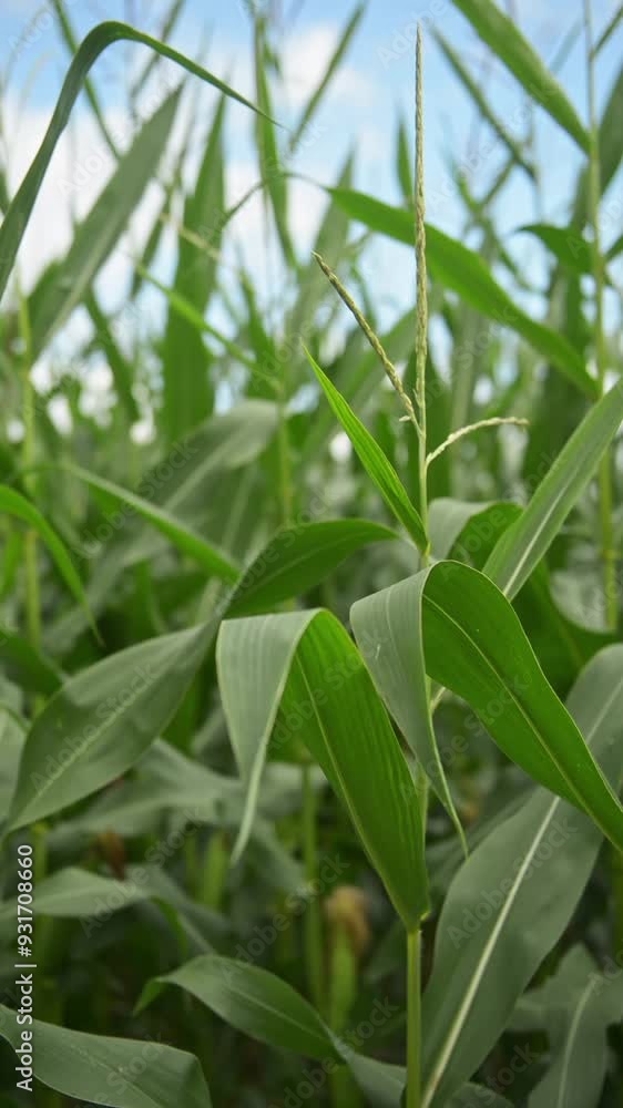 Corn field in the rural countryside, stalks with green leaves, food growth agriculture concept, vertical video
Corn field in the rural countryside, stalks with green leaves, food growth agriculture concept, vertical video