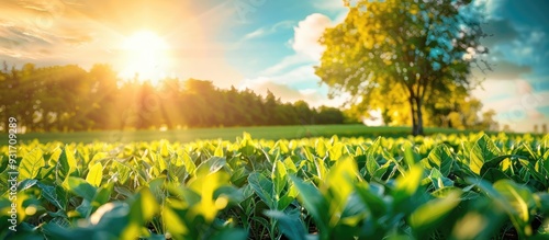 green plants in a field a f...