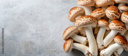 Fresh brown and white shimeji mushrooms on a gray backdrop Edible mushrooms cultivated in Asia. with copy space image. Place for adding text or design