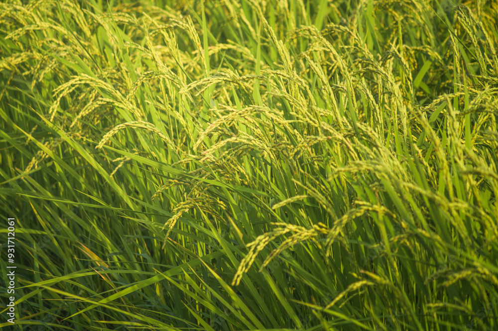 Ripe rice, in the paddy fields Ripe rice, in the paddy fields