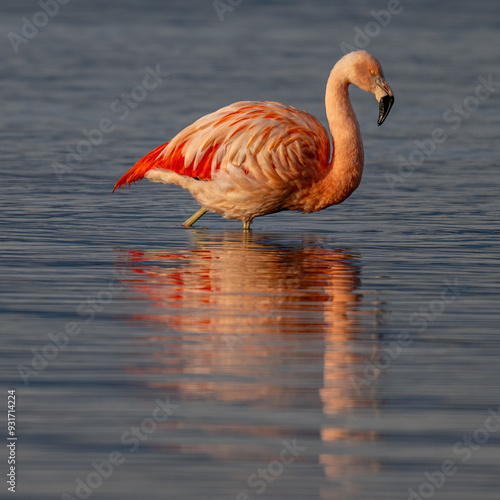 Chilean Flamingo in the water in morning light photo