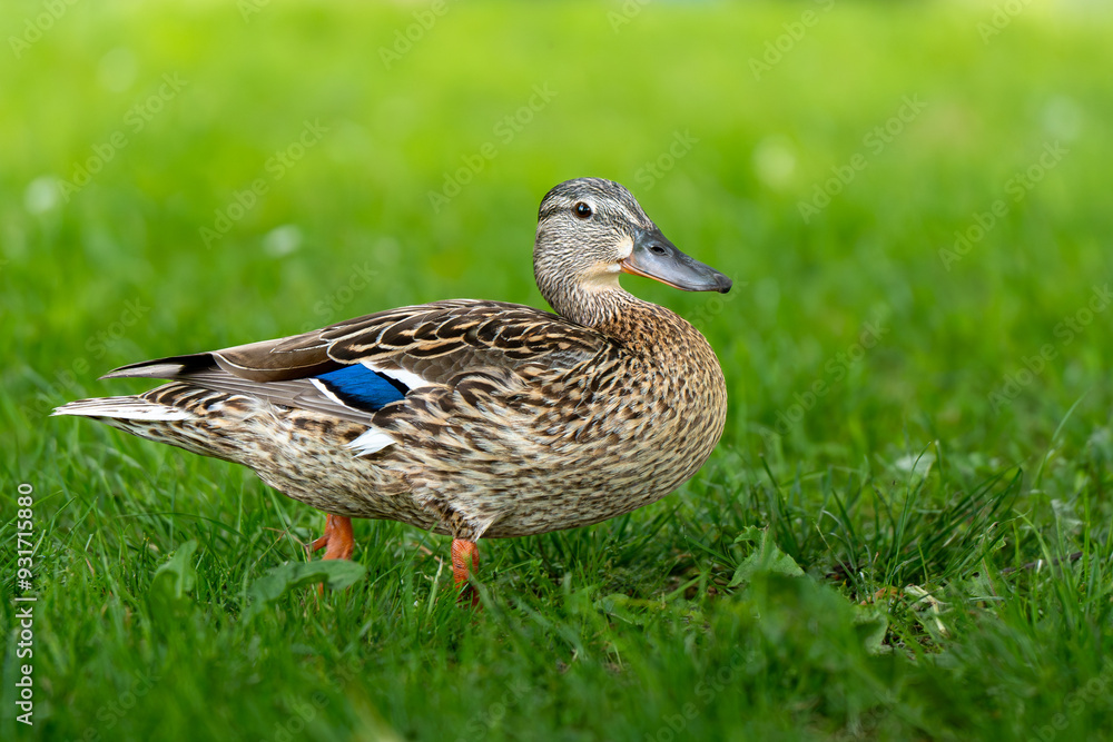 Duck walking in the grass Duck walking in the grass