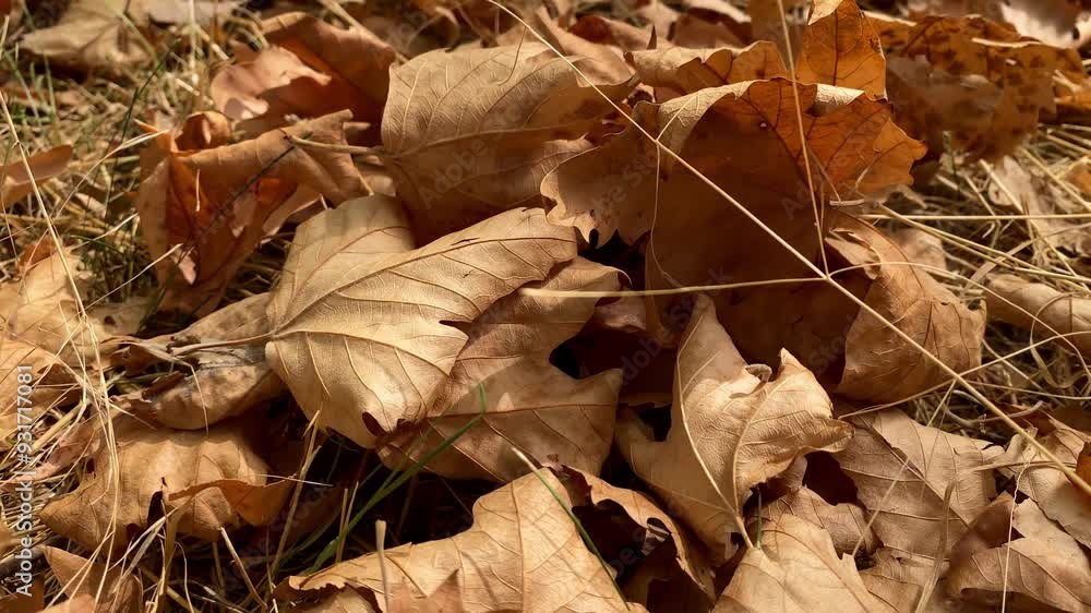 Wind sweeping dry fallen leaves on the ground. dry leaves lie on the ground in autumn Wind sweeping dry fallen leaves on the ground. dry leaves lie on the ground in autumn
