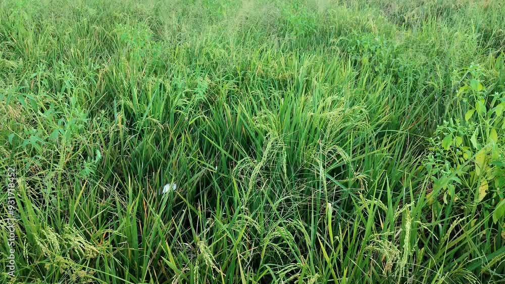 Green background of Panicum maximum among Oryza sativa plants blown by the wind. Nature background of rice fields. Soft focus. Green background of Panicum maximum among Oryza sativa plants blown by the wind. Nature background of rice fields. Soft focus.