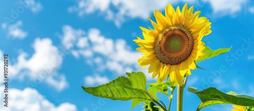 sunflower set against a blu...