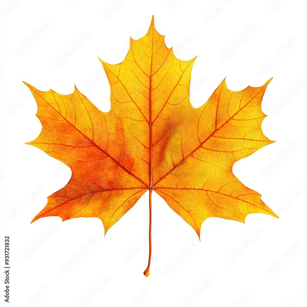 Single Autumn Maple Leaf Isolated on White Background Single Autumn Maple Leaf Isolated on White Background