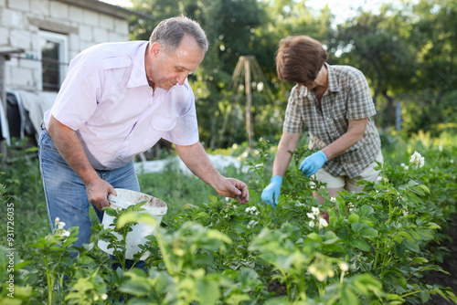Wallpaper Mural Mature couple collects insect pests from potato sprouts Torontodigital.ca