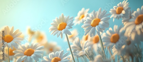 The sun consists of daisies...