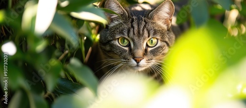 A domestic cat in the garde...