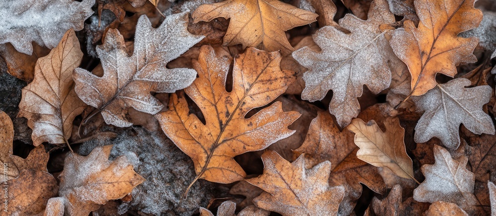 Close up abstract texture of dried oak leaves lying on a background of white snow. with copy space image. Place for adding text or design Close up abstract texture of dried oak leaves lying on a background of white snow. with copy space image. Place for adding text or design