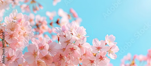 Spring blooming cherry blossoms against a blue sky backdrop Copy space