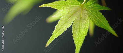 Green leaf of a Japanese ma...