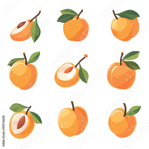Vector Apricot simple and minimali