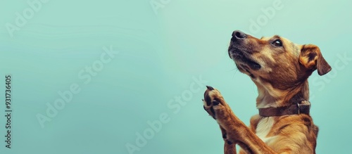 Dog pleading for food or a ...