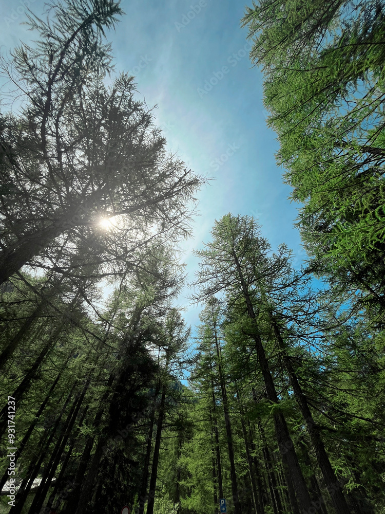 pines in a forest with the sun behind them pines in a forest with the sun behind them