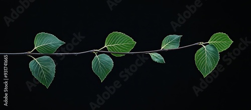 Birch leaves on a branch ag...