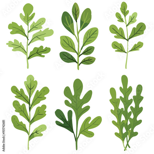 Vector Arugula simple and minimali