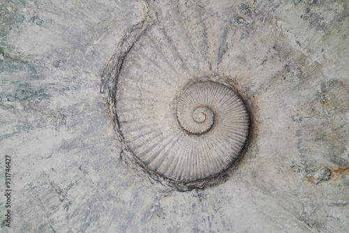 a fossilized ammonite embedded in a rough, textured stone surface, displaying its distinct spiral pattern.