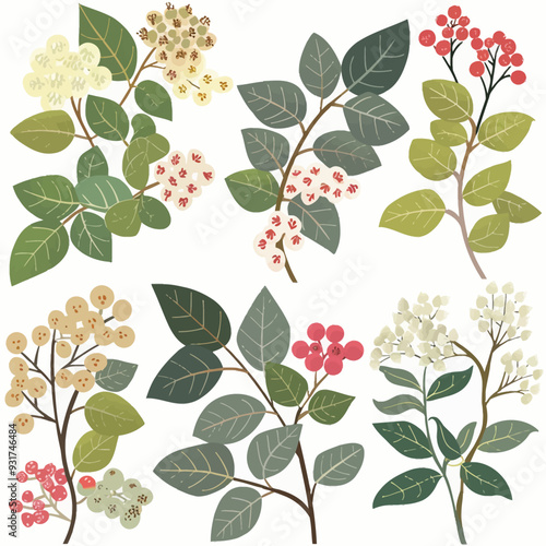 Vector Elderberry simple and minim