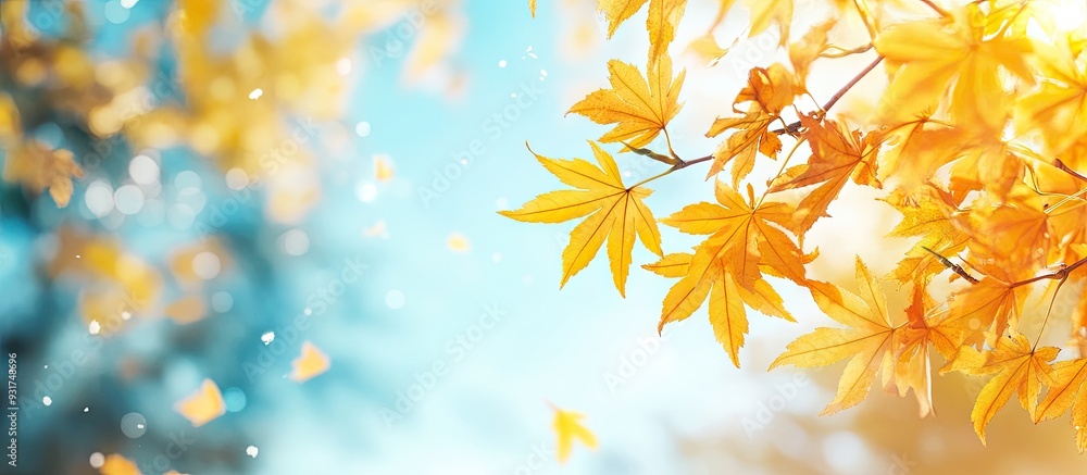 Autumn yellow Japanese maple leaves against a blurred sky creating a nature background with bokeh. with copy space image. Place for adding text or design Autumn yellow Japanese maple leaves against a blurred sky creating a nature background with bokeh. with copy space image. Place for adding text or design