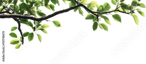 Tree branch with leaves set...