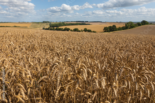 Ripened wheat in arable landscape, East Garston, Berkshire, England, United Kingdom, Europe photo