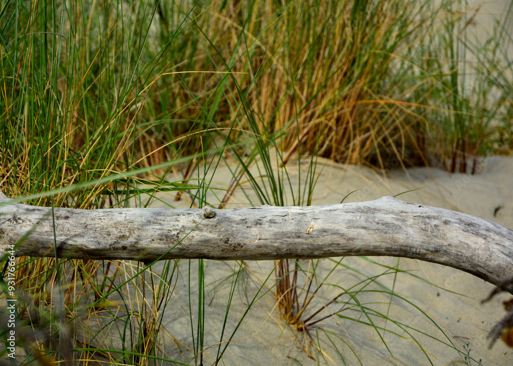 kłoda drewna na plaży na tle morza, drewniana kloda na piaszczystej wydmie nadmorskiej, malowniczy pejzaż nadmorski, logs on the sand on the sea shore, beach scene, wooden logs on a sandy