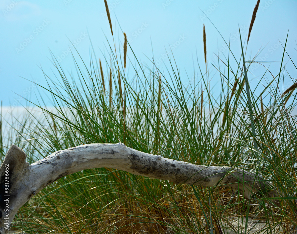 kłoda drewna na plaży na tle morza, drewniana kloda na piaszczystej wydmie nadmorskiej, malowniczy pejzaż nadmorski, logs on the sand on the sea shore, beach scene, wooden logs on a sandy
