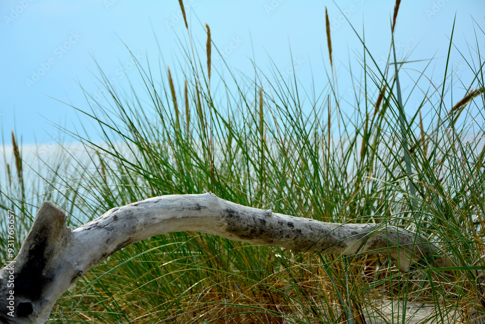 kłoda drewna na plaży na tle morza, drewniana kloda na piaszczystej wydmie nadmorskiej, malowniczy pejzaż nadmorski, logs on the sand on the sea shore, beach scene, wooden logs on a sandy
