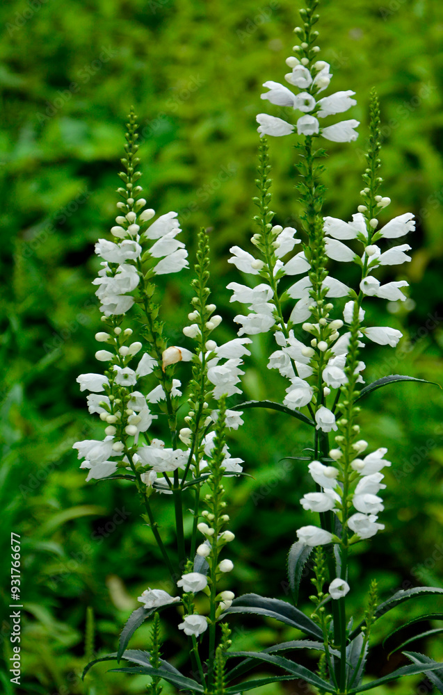 Odętka wirginijska 'Alba', Physostegia virginiana, obedient plant, obedience, false dragonhead, Summer flowers