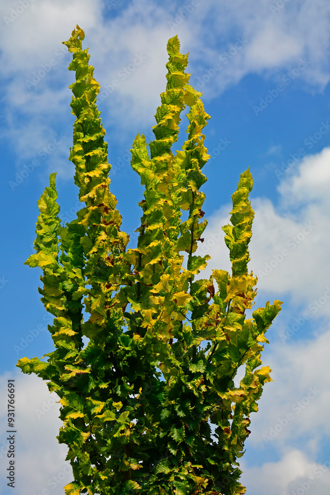 Wiąz holenderski 'Wredei', Ulmus hollandica, Ulmus × hollandica, Golden Elm Tree, Ulmus Wredei