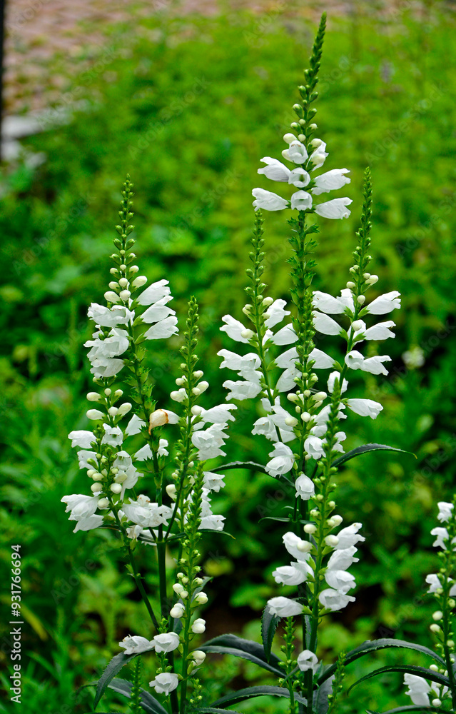 Odętka wirginijska 'Alba', Physostegia virginiana, obedient plant, obedience, false dragonhead, Summer flowers