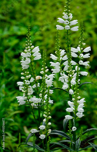 Obraz na płótnie Odętka wirginijska 'Alba', Physostegia virginiana, obedient plant, obedience, false dragonhead, Summer flowers w salonie