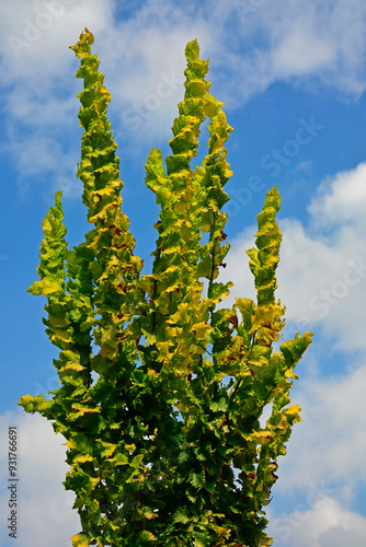 Obraz na płótnie Wiąz holenderski 'Wredei', Ulmus hollandica, Ulmus × hollandica, Golden Elm Tree, Ulmus Wredei w salonie